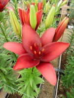 [5693 DJ LZ-04 No02.JPG]